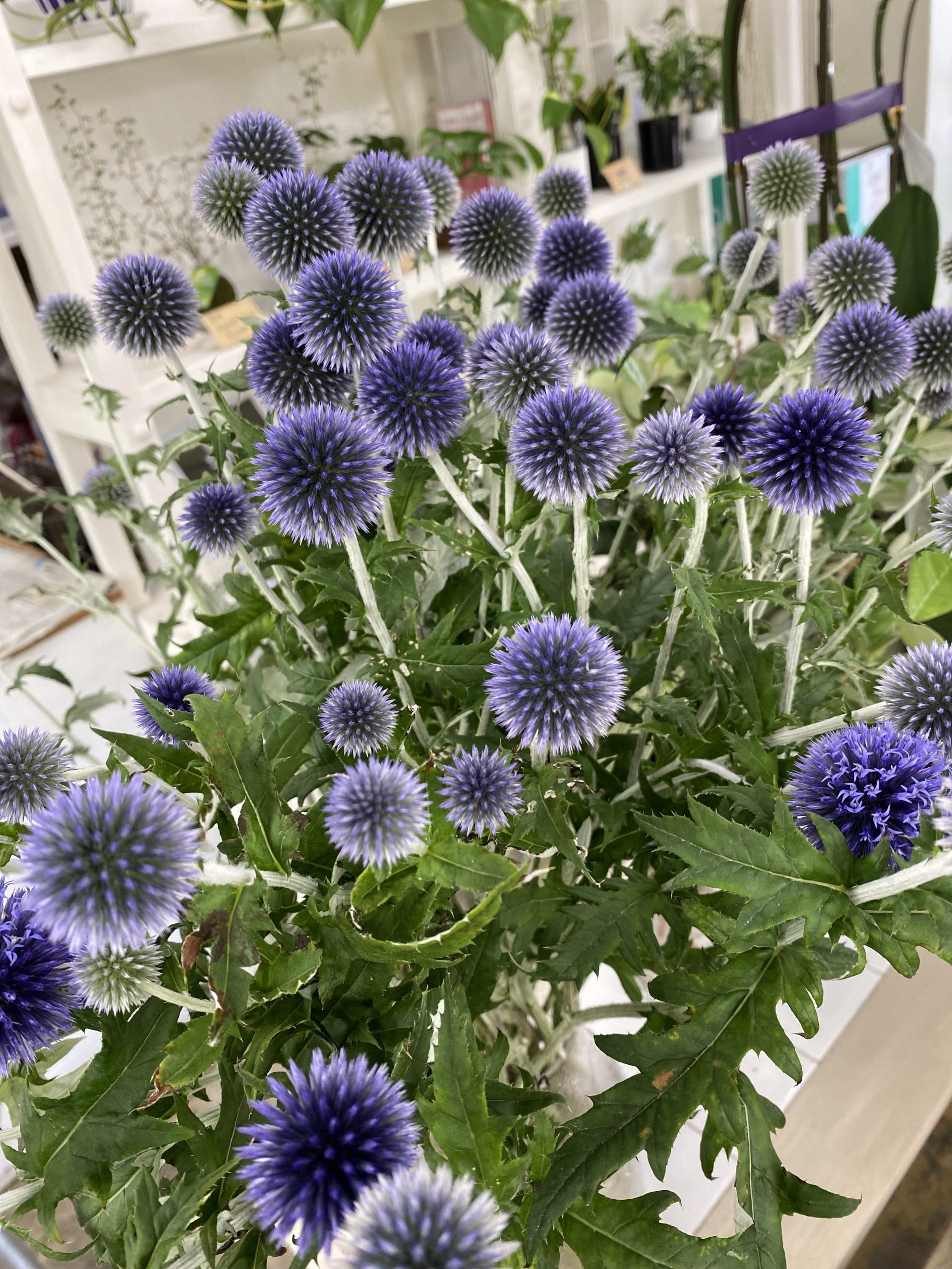 もう夏本番ですか？|「うすき生花店」　（大分県佐伯市の花屋）のブログ