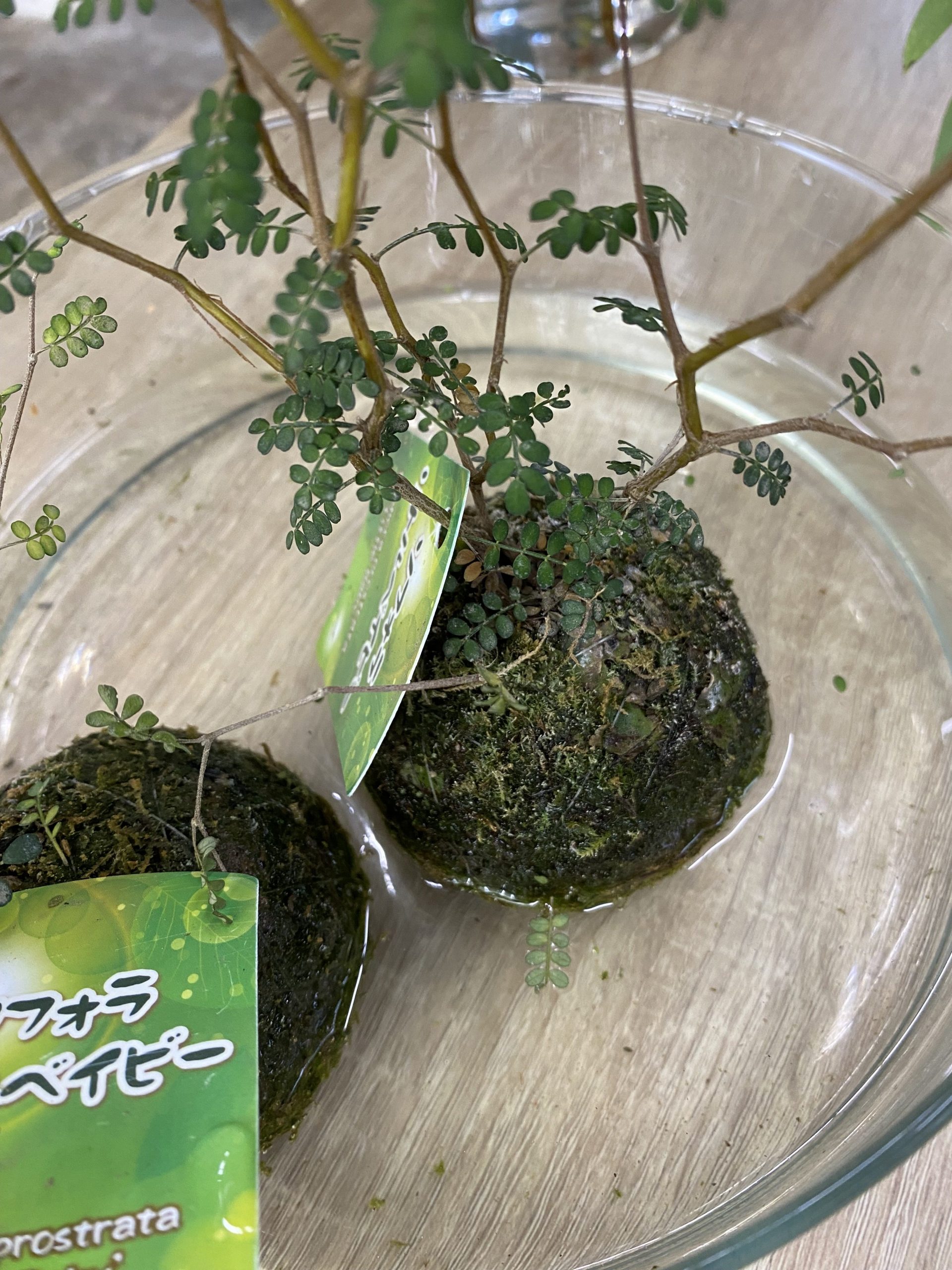 水分補給中|「うすき生花店」　（大分県佐伯市の花屋）のブログ